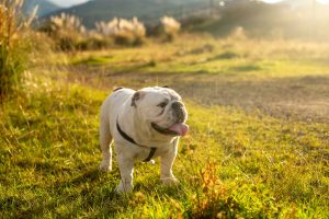 English Bulldog for Sale: Find the Perfect Pup at a Reputable Breeder