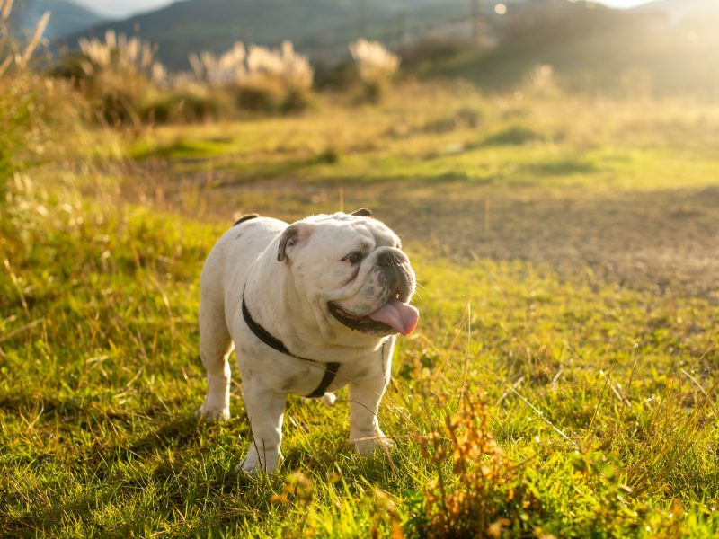 English Bulldog for Sale: Find the Perfect Pup at a Reputable Breeder