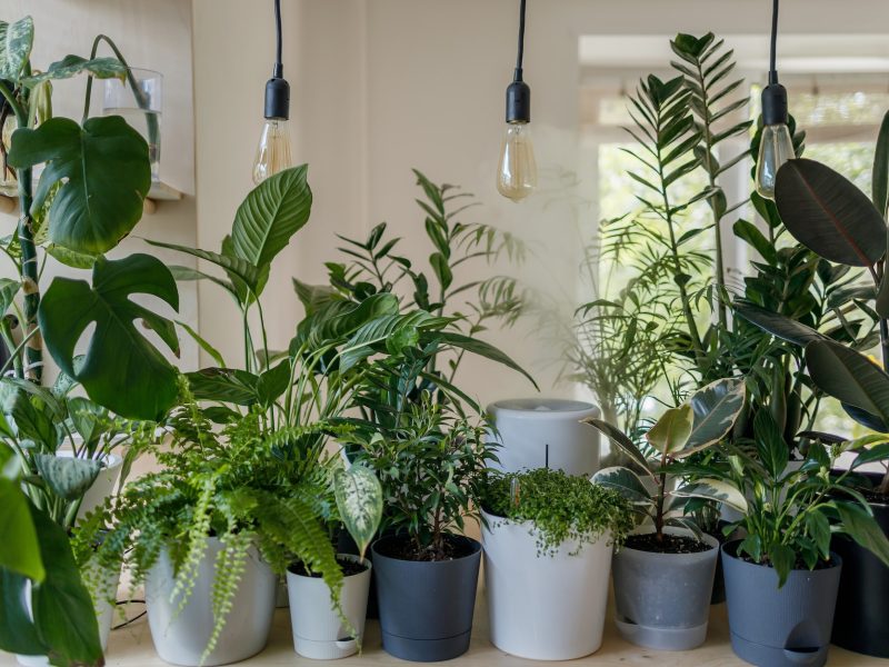 Plants for happiness – which ones are worth having in your home?