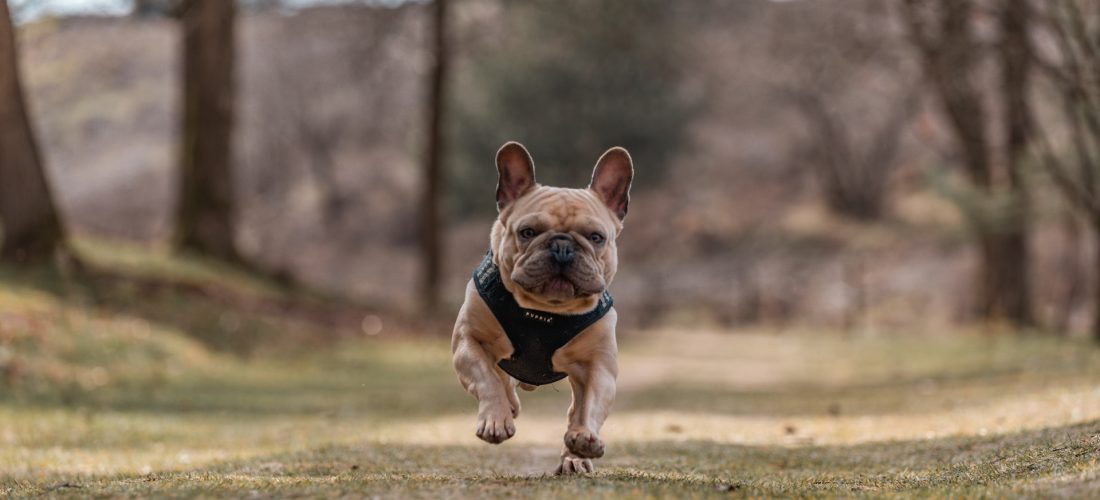 What do you need to know before adopting a French Bulldog?